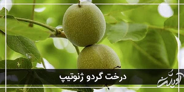 درخت گردو ژنوتیپ 